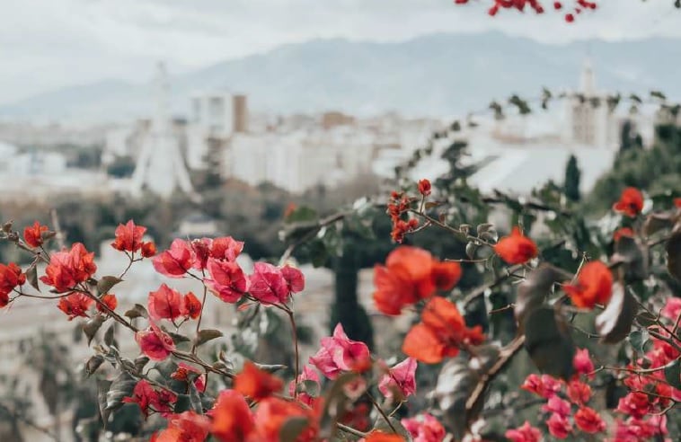 Urban landscape with blooming pink flowers in foreground and distant city skyline under a cloudy sky.