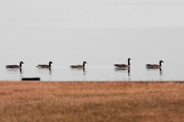 Five ducks swimming in a line across a calm body of water with grass lining the shore.