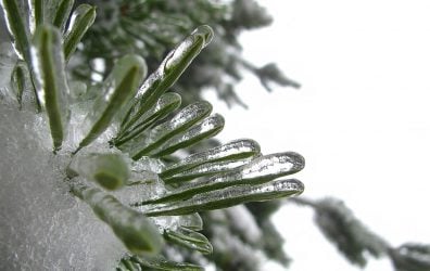 Frost-covered evergreen branches with icicles hanging from needles. Snowy background enhances winter scene.