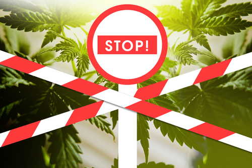 Stop sign in front of cannabis leaves with red and white striped barriers indicating restricted access.